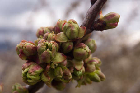 Bud of almondの写真素材