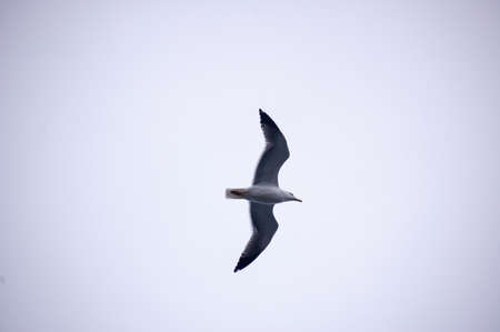 Seagull flyingの写真素材