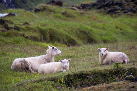 Sheeps in breakの写真素材