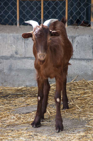 a brown goat with horns jumping in barnyardの写真素材
