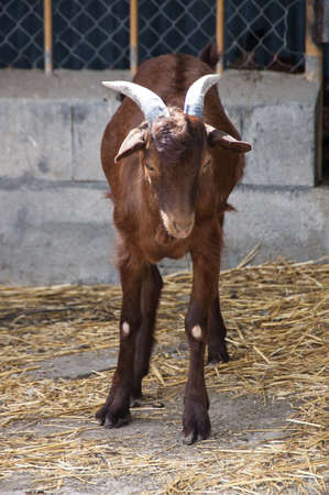 a brown goat with horns jumping in barnyardの写真素材