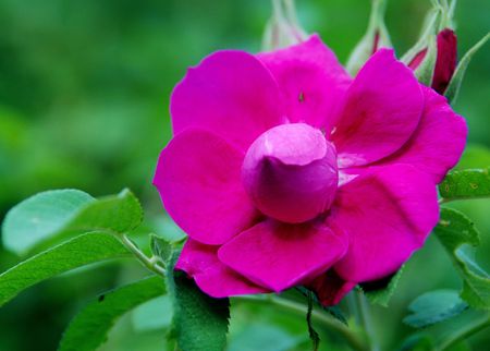 Beautiful wildflowersの写真素材