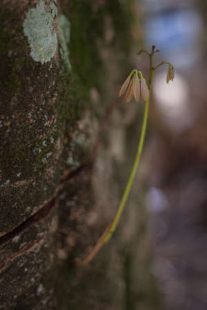 Tree Flowerの写真素材