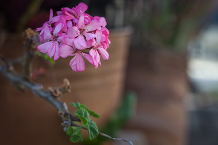 Pink Flower