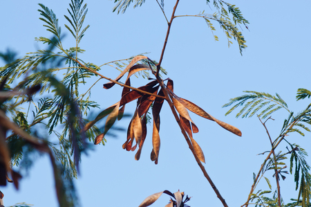 Dried Acacia.の写真素材