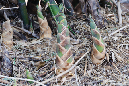 Bamboo shoot.の写真素材