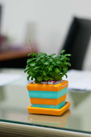 Pot plant on desk in work office.Soft focus.の写真素材