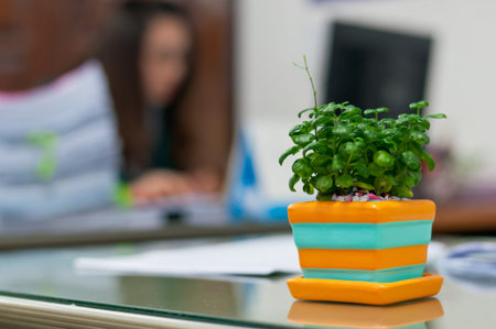 Pot plant on desk in work office.Soft focus.の写真素材