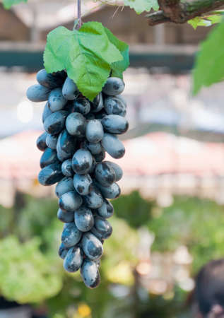 Black grape in garden.Soft focus.の写真素材