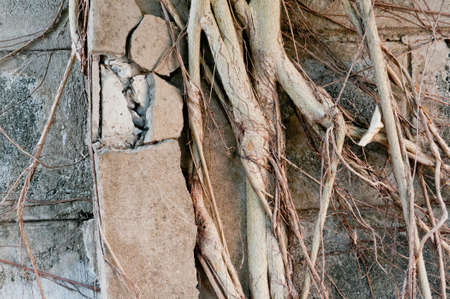 Root on brick wall in park.の写真素材