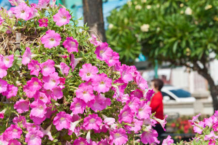 Petunia flower in garden.Soft focus.の写真素材