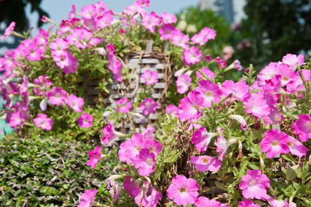 Petunia flower in garden.Soft focus.の写真素材