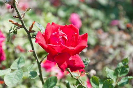 Red rose flower in garden.Soft focus.の写真素材