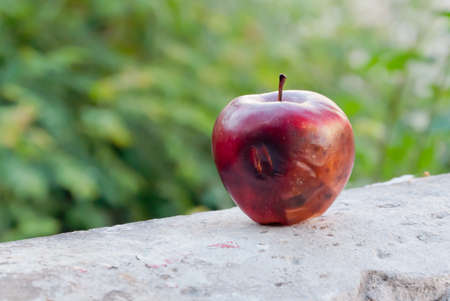 Rotten apple on concrete wall.Soft focus.の写真素材