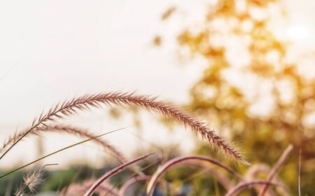 Grass flower in garden at countryside.(Soft focus.)の写真素材