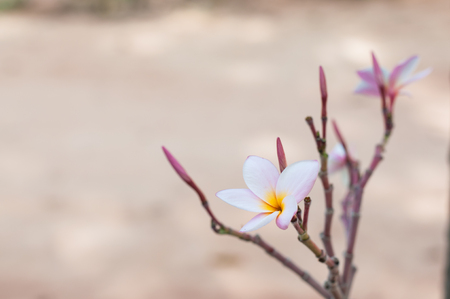 Small Plumeria flower in garden.(Soft focus.)の写真素材