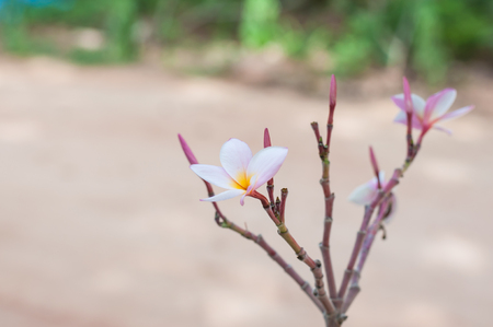 Small Plumeria flower in garden.(Soft focus.)の写真素材
