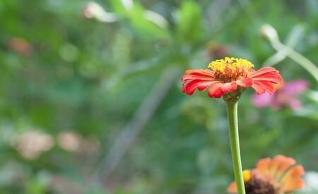 Zinnia flower in garden.(Soft focus.)の写真素材