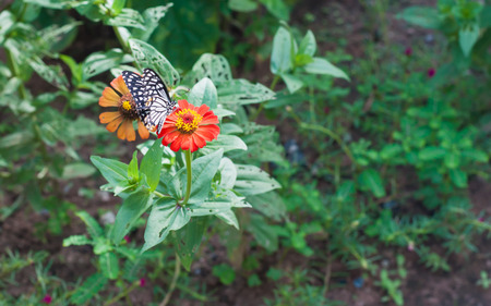 Zinnia flower and has butterfly flying on it in garden.(Soft focus.)の写真素材