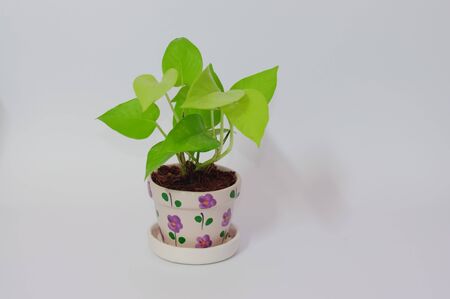 Pothos on white background,soft focus.の写真素材