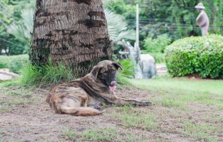 Alone stray dog live in park,soft focus.の写真素材