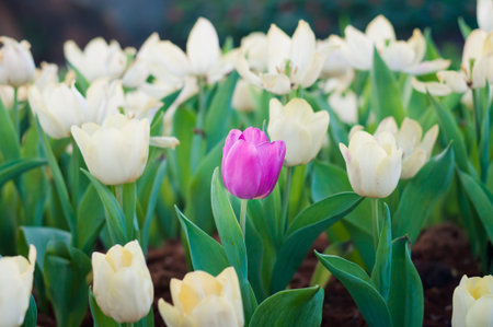 Pink tulip flower in white field,soft focus.の写真素材