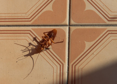 Cockroach die on ground in kitchen room,selective focus.