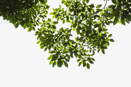 Green tree leave on white in garden,selective focus.の写真素材