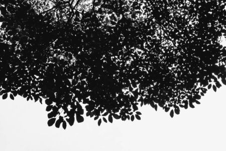 Black and white leave on white background.の写真素材