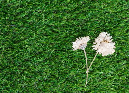 Dry flower on green grass background and copy space,selective focus.の写真素材