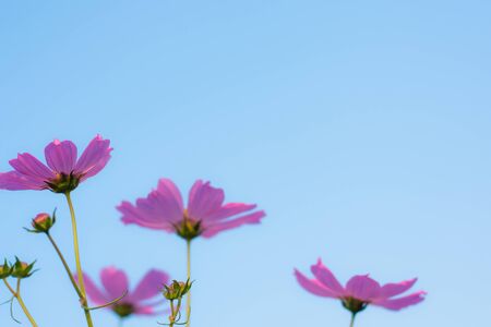 Cosmos flower in park,soft focus.の写真素材