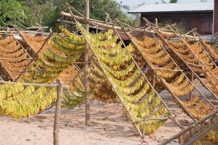 Drying tobacco leaves outdoor,soft focus.の写真素材