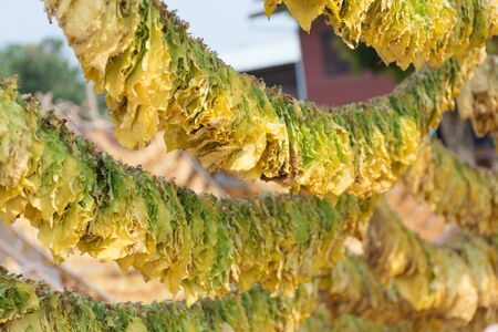 Drying tobacco leaves outdoor,soft focus.の写真素材