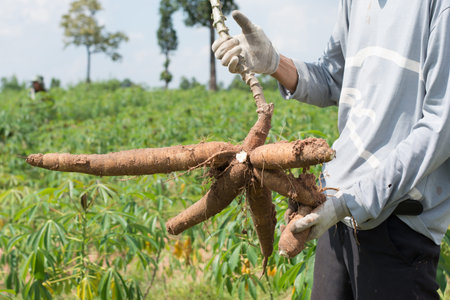 Farmer harvest cassava in farmland before rainy season.