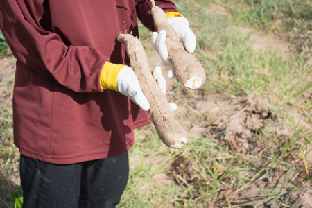 Farmer harvest cassava in farmland before rainy season.の写真素材
