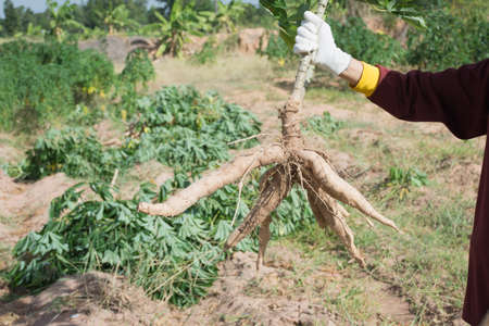 Farmer harvest cassava in farmland before rainy season.の写真素材