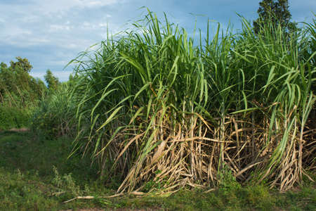 Sugarcane field at sunset in farm,soft focus.の写真素材