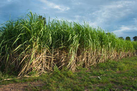 Sugarcane field at sunset in farm,soft focus.の写真素材