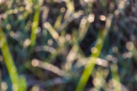 Bokeh of dew drop on grass leave in morning for background,blur focus.の写真素材