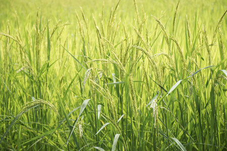 Young green rice seed in rice field,soft focusの写真素材