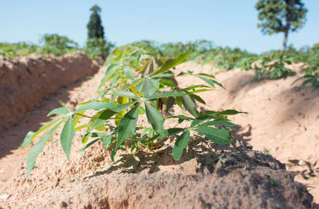Small cassava plantation in farm,soft focus.の写真素材