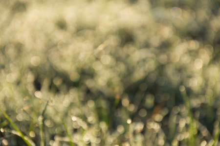 Bokeh of dew drop on grass leave in morning for background,blur focus.の写真素材