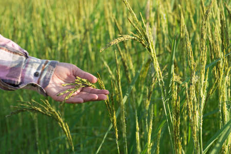 Hand of farmer holding rice ears in farm,selective focus.の写真素材