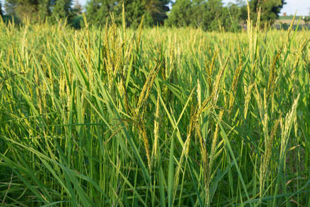 Young green rice seed in rice field,soft focusの写真素材