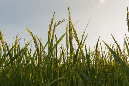 Young green rice seed in rice field,soft focusの写真素材