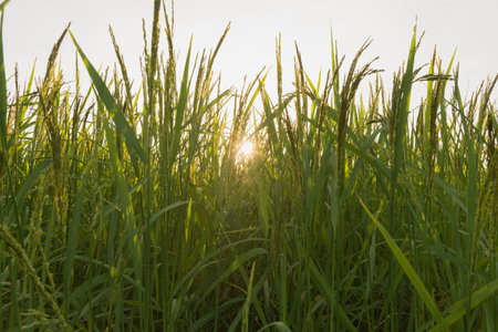 Young green rice seed in rice field,soft focus