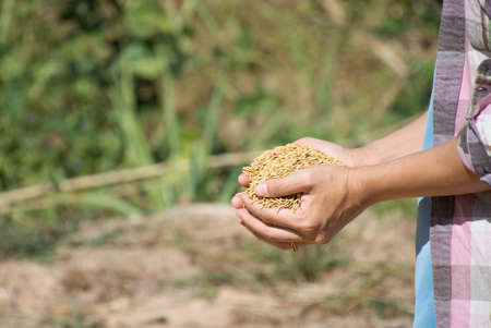 Farmer's hand holding paddy rice after harvest,soft focus.の写真素材