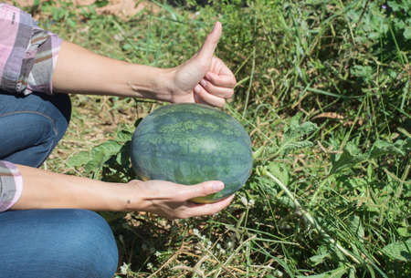 Farmer's hand holding watermelon fruit in farm,soft focus.の写真素材