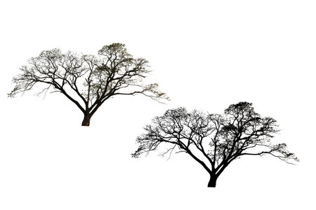 Tree and silhouette on white background.の写真素材