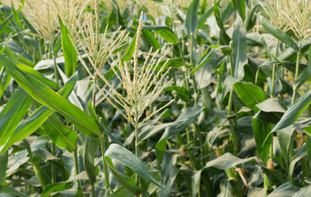 Corn on stalk in field,selective focus.の写真素材